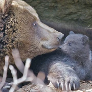 Braunbär