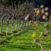 Hofladen Seeberggütl