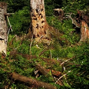 Wilder Wald