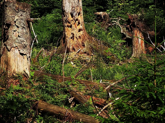 Wilder Wald
