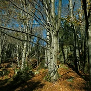 Buchenwald