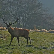 Hirsch