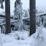 Winter Windwurf