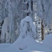 Schneegestalten