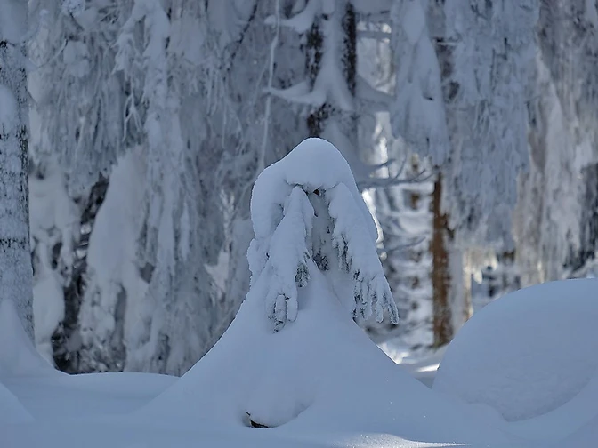 Schneegestalten
