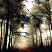 Nebelwald