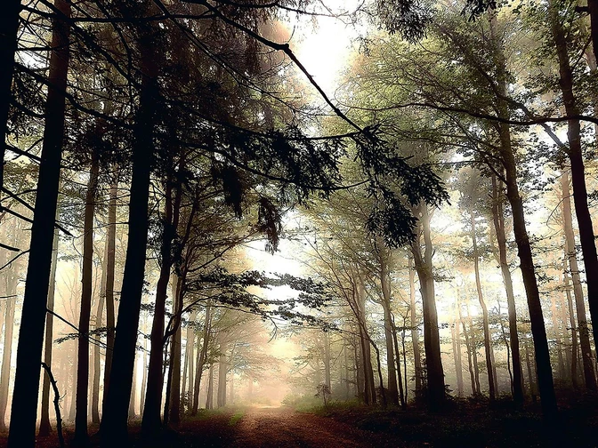 Nebelwald