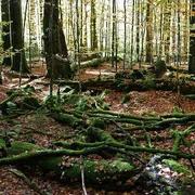 Wildnis Zwieslerwaldhaus