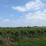 Weinlage Böchinger Rosenkranz - Im untern Kreuz