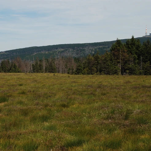 Torfhausmoor mit Brockenblick