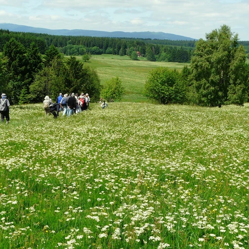 meadow hike