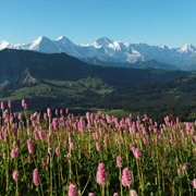Augstmatthorn mit Blumen