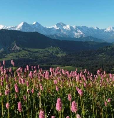 Augstmatthorn mit Blumen