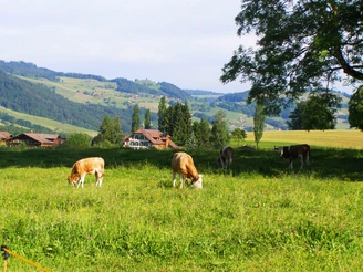 ländliche Idylle bei Schubhus vor Bluemnstein