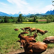 Grüne Wiesen und Ausblick auf Eiger, Mönch und Jungfrau