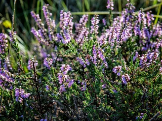Lilablühende Heide
