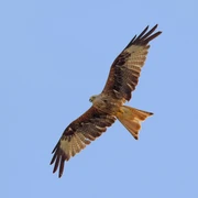 Fliegender Rotmilan