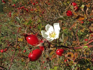 Wer Glück hat trifft gleichzeitig Blüten und Früchte an