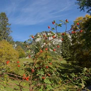 Le long de la balade des roses sauvages