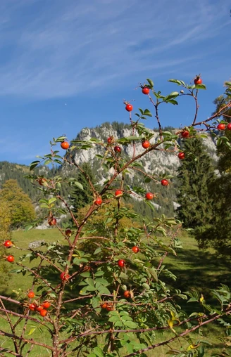 Entlang der Wildrosenwanderung
