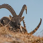 Mit etwas Glück entdeckst du ihn: den Steinbock