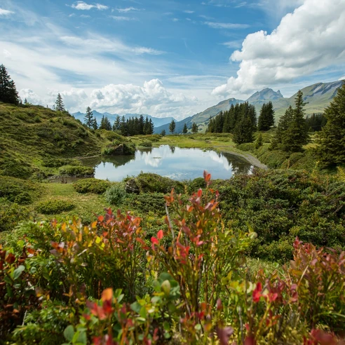 Schwarzwaldalp-Gr Scheidegg