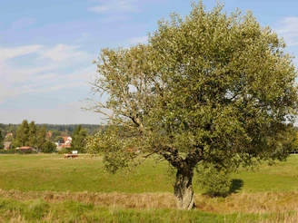 View of Benneckenstein