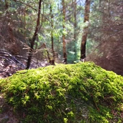 Nature UP IN THE HARZ
