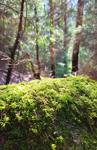 Nature UP IN THE HARZ