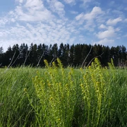 Landscape AT THE TOP IN HARZ