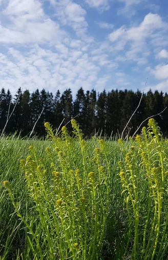 Landscape AT THE TOP IN HARZ