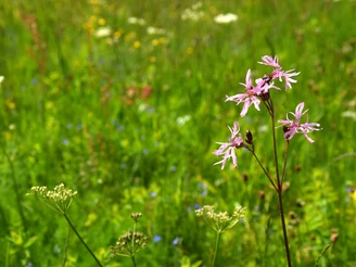 Colorfully blooming mountain meadows around Benneckenstein