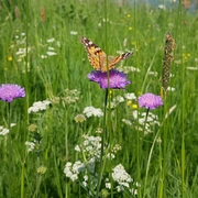 Colorful mountain meadow with diverse flora and fauna