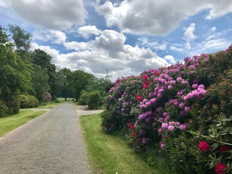 Rhododendron am Wegesrand