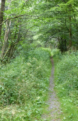 Single Trail bei Sorge