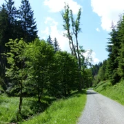 Inmitten der Südharzer Wälder