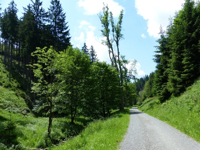 Inmitten der Südharzer Wälder