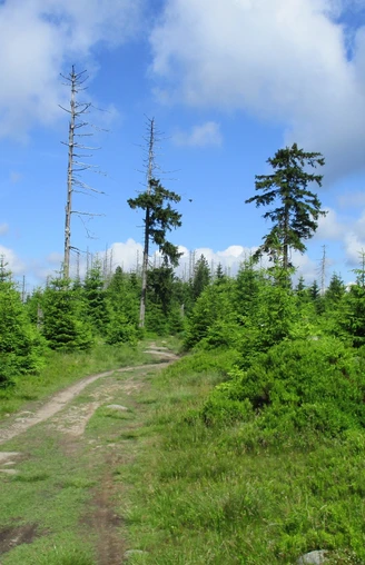 Bizarre Landschaft im Hochharz