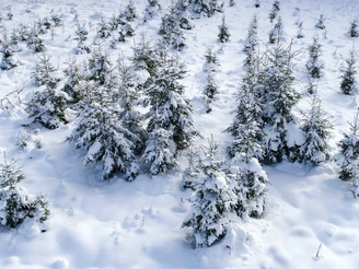 Winterlandschaft Oben im Harz