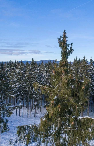 Winterlandschaft OBEN im HARZ