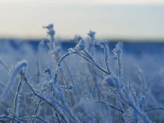 Eisblumen OBEN im HARZ