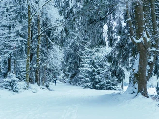 Winterwanderweg OBEN im HARZ