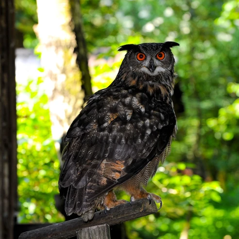 Bird Station Lehrbach