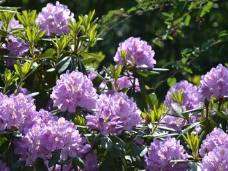 Flowers in the World Forest