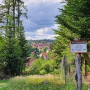 Circular route Harzer-Höhenvieh Trail in Tanne
