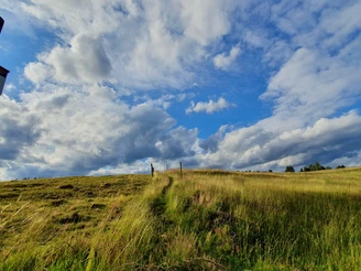 Harzer-Höhenvieh Path - Alpine meadow in Tanne