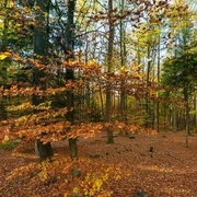Wingst Herbstwald