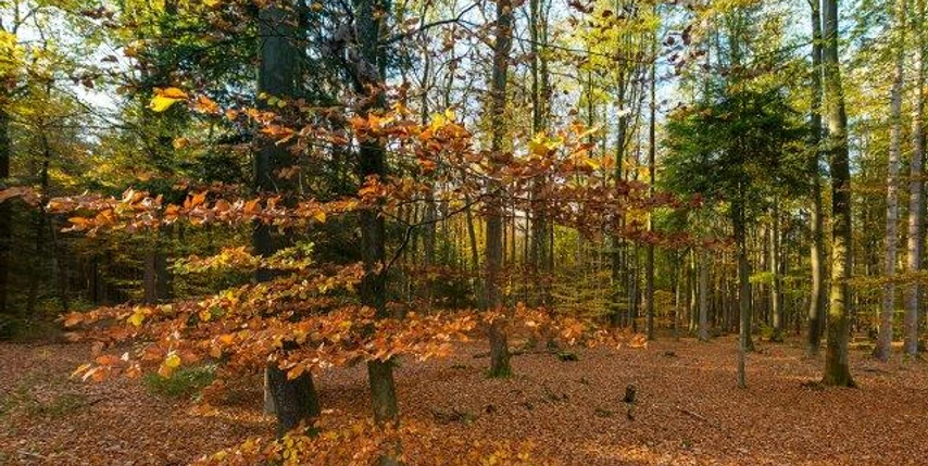Wingst Herbstwald