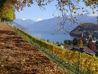 Vue depuis le vignoble sur le château et sur le lac de Thoune