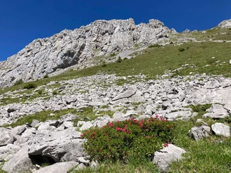 Pinke Farbtupfer am Wegesrand